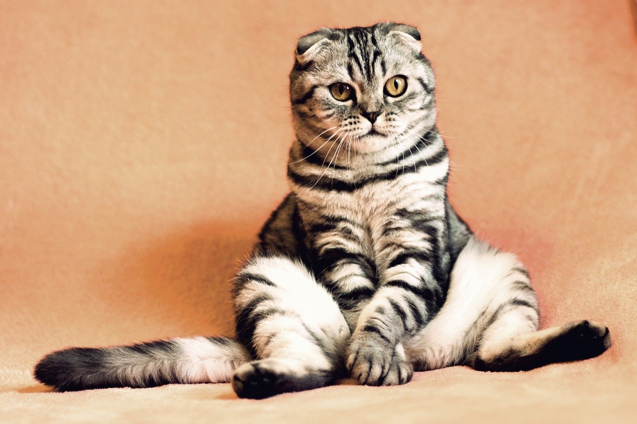 Praktyczne informacje dla opiekunów i miłośników kotów: Dzień Kota w Trójmieście